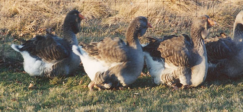 Part of Toulouse flock of Sarah Holcomb